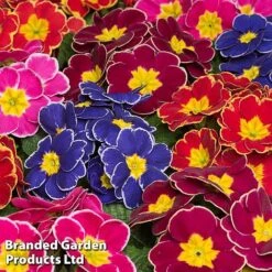 Primrose 'Eclipse Mixed'