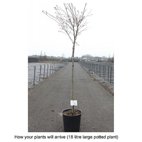 Prunus X Subhirtella 'Autumnalis Rosea' - Image 2