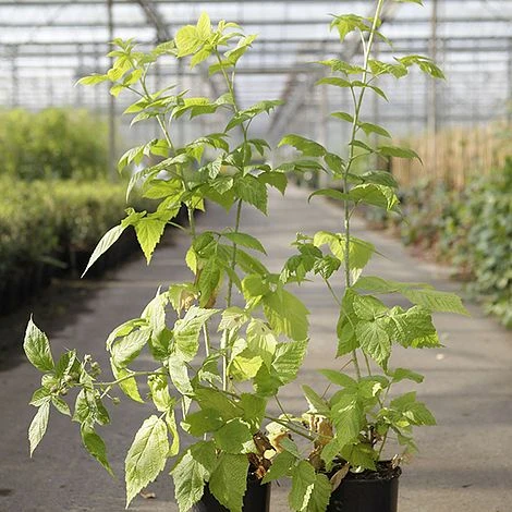 Raspberry 'Groovy' (Autumn Fruiting) - Image 2