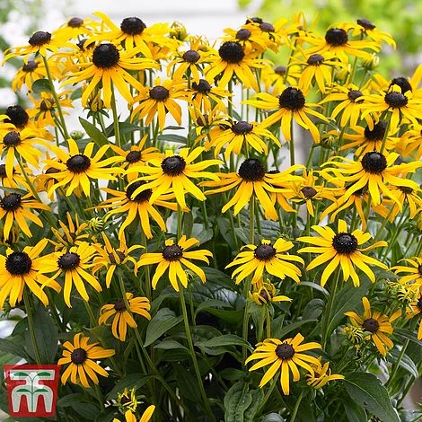 Rudbeckia Fulgida 'Little Goldstar'