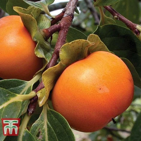 Sharon Fruit 'Fuyu' - Image 2