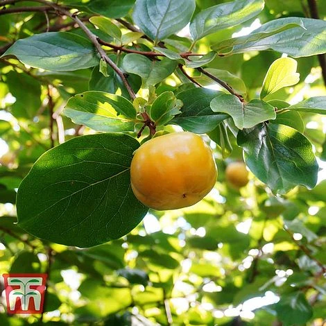 Sharon Fruit 'Fuyu' - Image 3