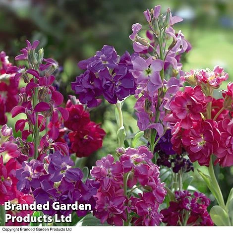 Stock 'Most Scented Mix' - Image 2