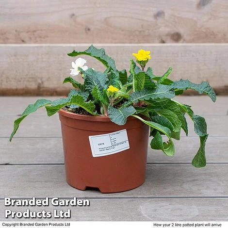 Stock 'Most Scented Mix' - Image 6