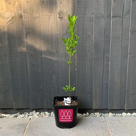 Spindle (Euonymus Europaeus) Grown By Cotswold Trees - Image 4