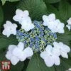 Hydrangea Macrophylla 'Lanarth White'
