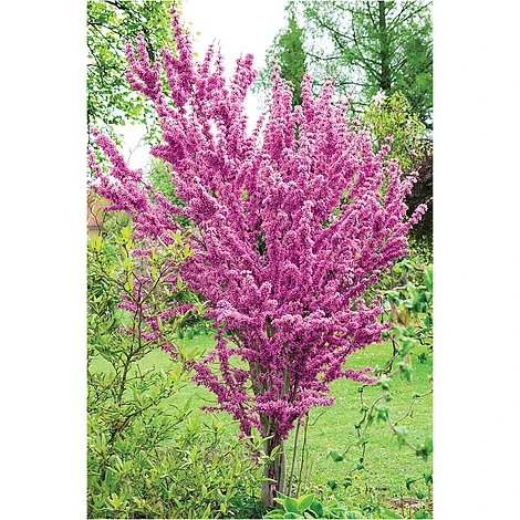 Cercis Chinensis 'Avondale'