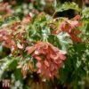 Acer Ginnala 'Bailey Compact'