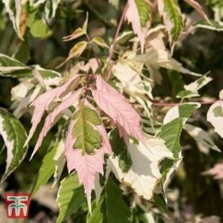 Acer Negundo 'Flamingo'