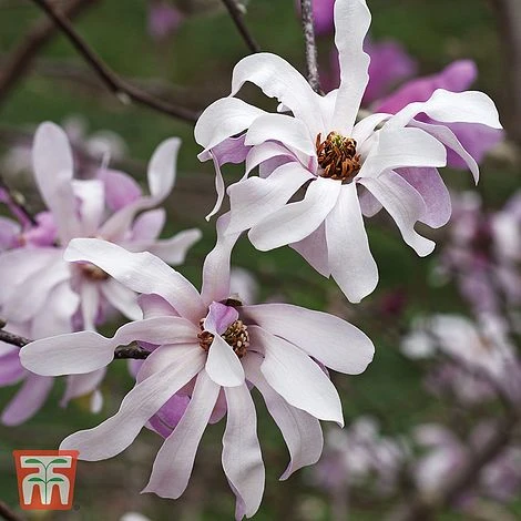 Magnolia X Loebneri 'Leonard Messel'