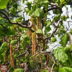 Corylus Avellana 'Twister'