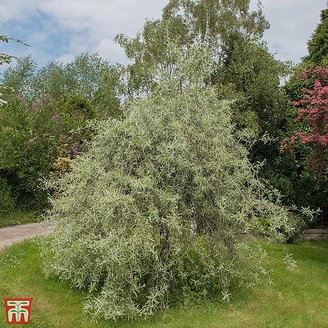 Pyrus Salicifolia 'Pendula' - Image 2