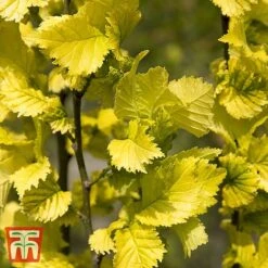 Ulmus X Hollandica 'Wredei'