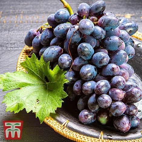 Grape 'Chasselas Doré' - Image 3