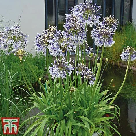 Agapanthus 'Fireworks' - Image 9