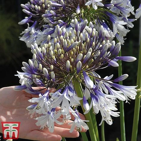 Agapanthus 'Fireworks' - Image 13