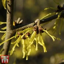 Hamamelis X Intermedia 'Arnold Promise'