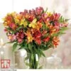 Alstroemeria 'Garden Hybrids'