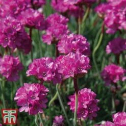 Armeria Maritima 'Düsseldorfer Stolz'