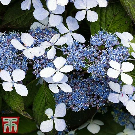 Hydrangea Serrata 'Bluebird' - Image 3