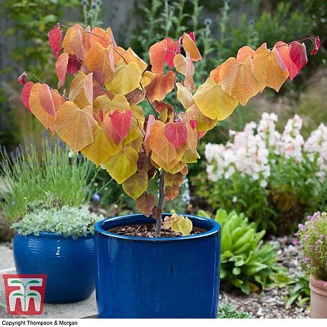 Cercis 'Eternal Flame' - Image 2