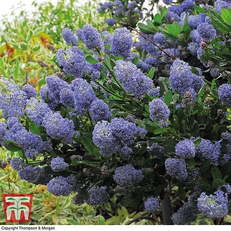 Ceanothus 'Concha' - Image 2