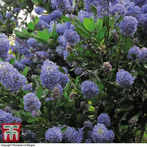 Ceanothus 'Concha' - Image 3
