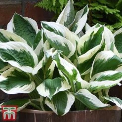 Hosta 'Patriot'