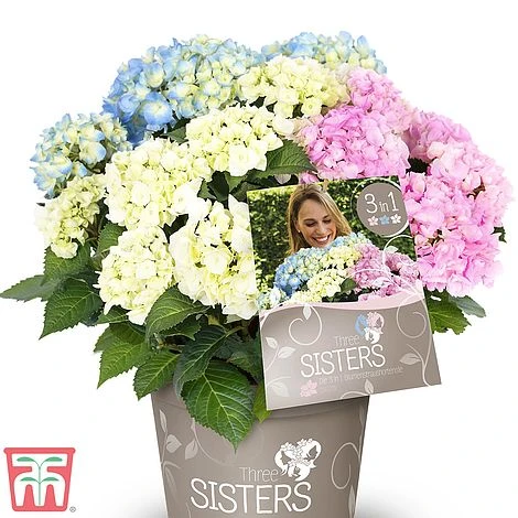 Hydrangea Macrophylla 'Three Sisters Pastel' - Image 2
