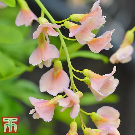 Laburnocytisus 'Adamii' - Image 2