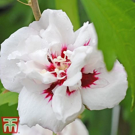 Hibiscus Syriacus 'Lady Stanley' - Image 6