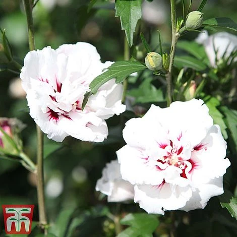 Hibiscus Syriacus 'Lady Stanley' - Image 2