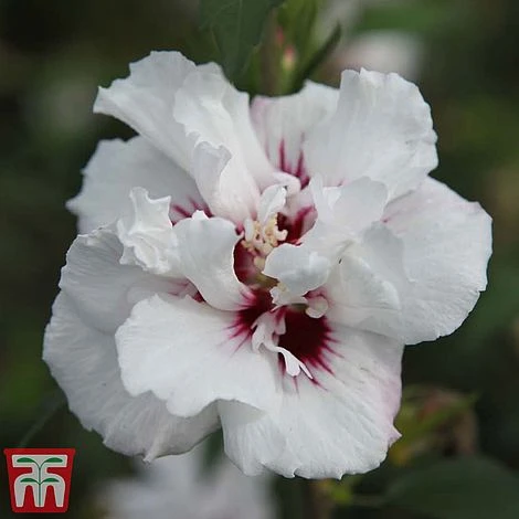 Hibiscus Syriacus 'Lady Stanley' - Image 4