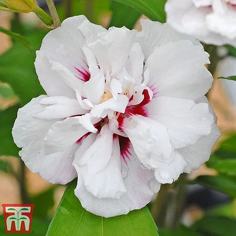 Hibiscus Syriacus 'Lady Stanley' - Image 5