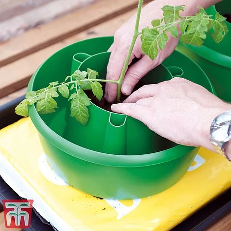 Plant Halos - Image 2