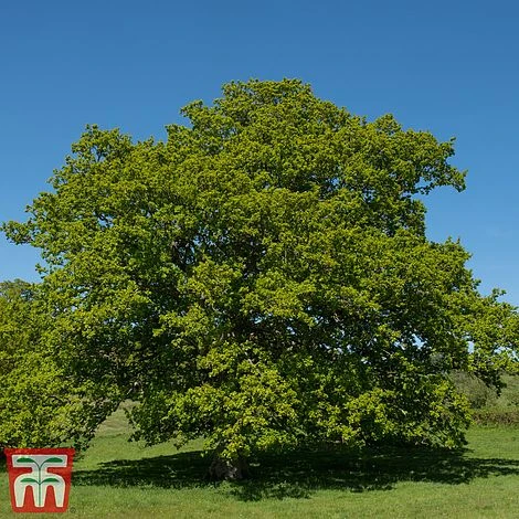 Truffle Tree - Oak - Image 3