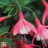 Fuchsia 'Lady Thumb' (Hardy)