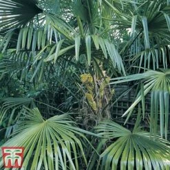 Trachycarpus Fortunei