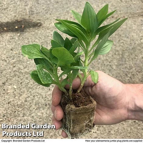 Alstroemeria Summer Trio - Image 5